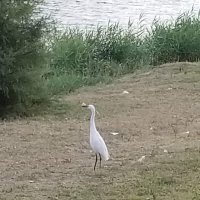 Белая цапля у реки. :: Светлана Хращевская