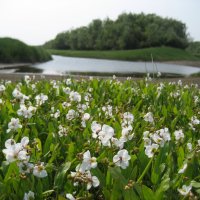 Стрелолист :: Anna Ivanova