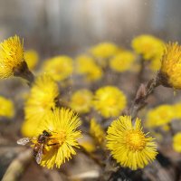 Весенние деньки! :: Svetlana Galvez