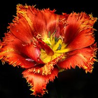 ****** :: Андроник Александр 