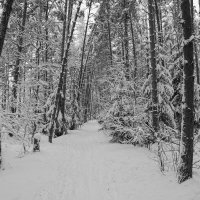 Осиновая роща :: skijumper Иванов