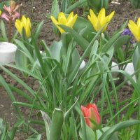 Пять жёлтых, один красный :: Дмитрий Никитин