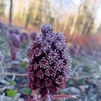 Белокопытник :: Сапсан 