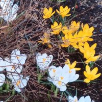 Крокусы :: Сапсан 