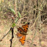 снятые сегодня бабочки 2 :: Александр Прокудин снятые сегодня бабочки 2 :: Александр Прокудин