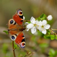снятые сегодня бабочки  5 :: Александр Прокудин