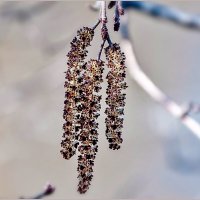 Про апрель... :: Aquarius - Сергей