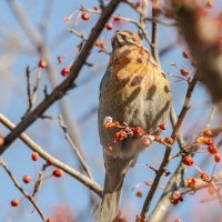 Щур. :: Виктор Иванович Чернюк Щур. :: Виктор Иванович Чернюк