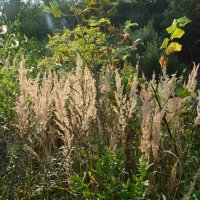 травы,травы... :: Галина R...