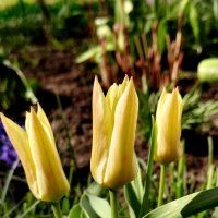 Узенькие :: Александр Кондаков