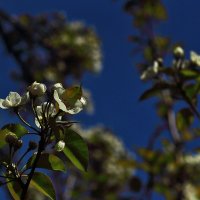 Будет урожай! :: Юрий Гайворонскiий