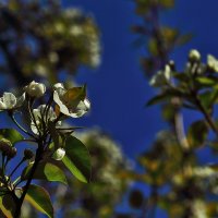 На фоне неба :: Юрий Гайворонскiий На фоне неба :: Юрий Гайворонскiий