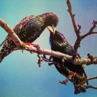 Это любовь :: Людмила Смородинская