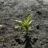 *** :: Валентина Береснева