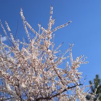 Ах, апрель ! :: Елена Шаламова Ах, апрель ! :: Елена Шаламова