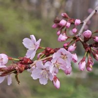 Сакура цветет :: <<< Наташа >>>