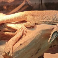 Бородатая агама :: <<< Наташа >>>