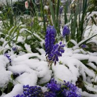 Причуды апреля :: Tata Wolf