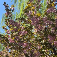 Весна в Китае :: Ирэн 