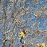 Почему-то в апреле на душе становится как-то очень ласково и тепло. :: Анастасия Логинова