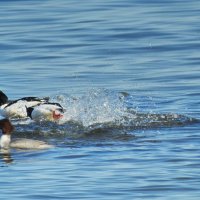 весна :: ИННА ПОРОХОВА