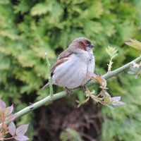 Воробей :: Мария Васильева Воробей :: Мария Васильева