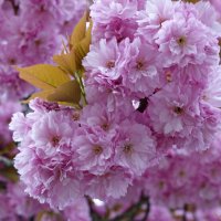 Вишен цветы Будто с небес упали Так хороши! Исса Кобаяси... :: Галина 