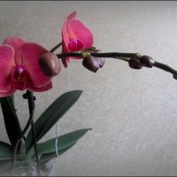 Орхидея :: Сергей Карачин