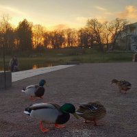 Утки :: Сапсан 