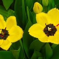 Городские цветы :: Милешкин Владимир Алексеевич 