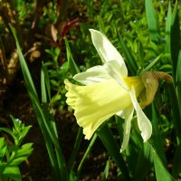 Цветы на городских клумбах. :: Милешкин Владимир Алексеевич 