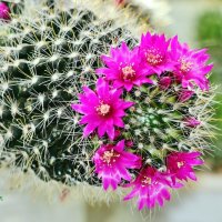 Маммиллярия моя зацвела. :: Восковых Анна Васильевна Маммиллярия моя зацвела. :: Восковых Анна Васильевна