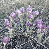 Весеннее настроение :: Андрей Хлопонин Весеннее настроение :: Андрей Хлопонин