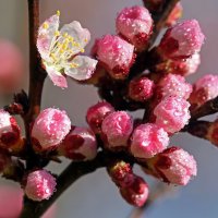 18 апреля в Ботсаду :: Михаил Бибичков