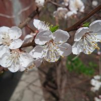 Апрель ! :: Елена Шаламова