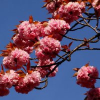 Доброе утро апреля :: Юрий. Шмаков