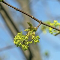 Клён цветёт :: Валерий Иванович