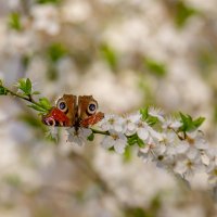 Первые весенние ласточки.... :: Sergey (Apg)