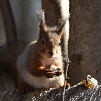 Москва. Воронцовский парк. Белочка с орешком. :: Наташа ***** Москва. Воронцовский парк. Белочка с орешком. :: Наташа *****