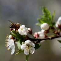 Сила весны. :: Александр Кондаков Сила весны. :: Александр Кондаков