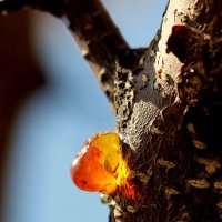 Янтарь будет... :: Александр Кондаков