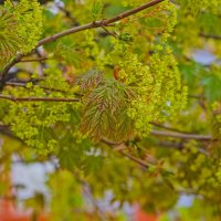 Клён остролистный :: Giant Tao /