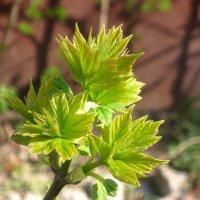 Весеннее :: Елена Семигина