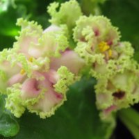 Фиалка :: Елена Семигина