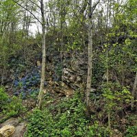 Прогулка в лесу :: Tata Wolf