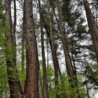 Прогулка в лесу :: Tata Wolf