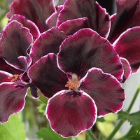 Королевская пеларгония :: Freddy 97