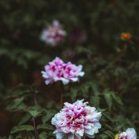 Сезон пионов :: Дмитрий 