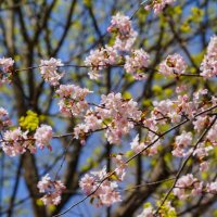 Цветущий апрель... :: Владимир Жданов