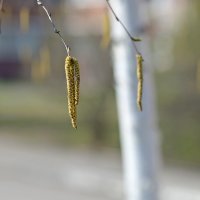 В городе появились "сережки".. :: Алекс Б-в